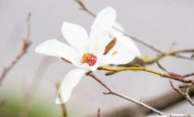 Магнолия кобус расцвела на ВДНХ