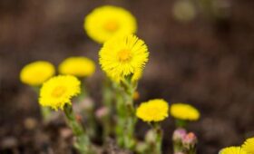 Мать-и-мачеха зацветет в Москве в ближайшие дни