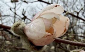 Первые цветки магнолии расцвели в «Аптекарском огороде»