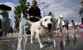 Москвичам дали советы по уходу за животными в жару
