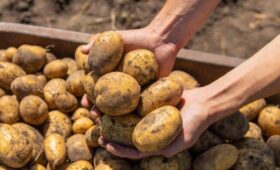 Агроном Лагута: озеленение картофеля перед посадкой запускает защиту растения
