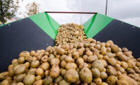 В РФ могут утилизировать урожай картофеля из-за отказа закупок ретейлом