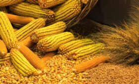 Росконгресс спрогнозировал дефицит и подорожание кукурузы и пшеницы