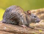 Врач Сатаева: переносящие штамм хантавируса Андес грызуны обитают в Азии и Америке