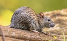 Врач Сатаева: переносящие штамм хантавируса Андес грызуны обитают в Азии и Америке