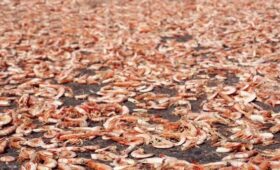 У побережья Омана вода окрасилась в красный цвет из-за гибели креветок
