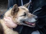 В Госдуме призвали усилить социальную рекламу о животных в приютах