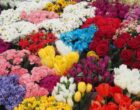 Россия временно ограничит ввоз цветов из Армении с 22 мая