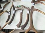 Таможенники нашли рога благородного оленя в багаже иностранца