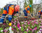 Высадку виолы на столичные клумбы завершили в Москве