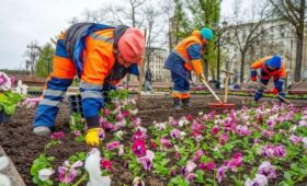 Высадку виолы на столичные клумбы завершили в Москве